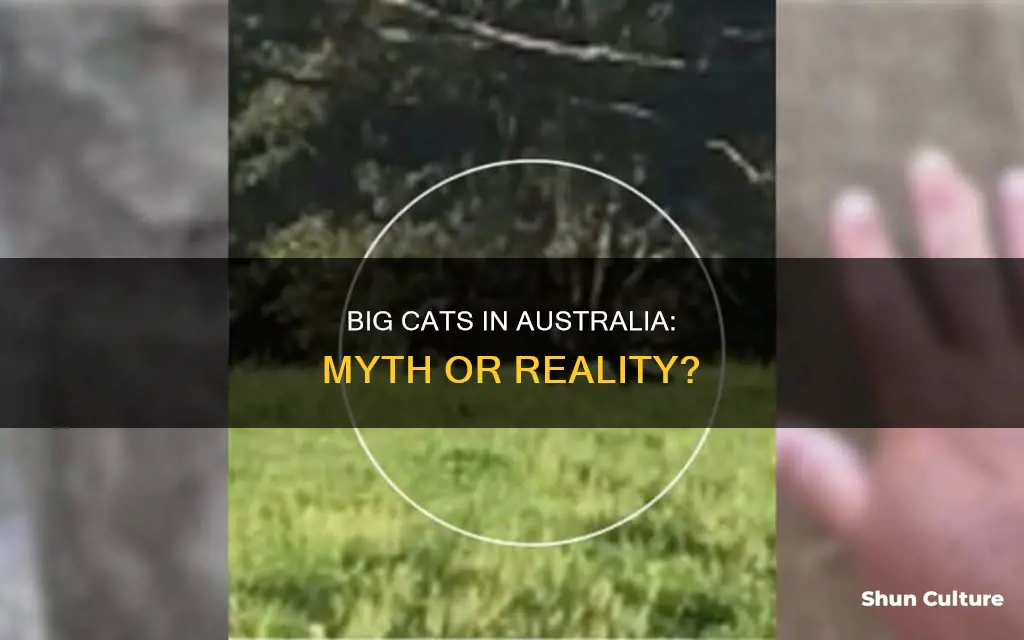 are there big cats in australia