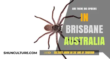 Spiders in Brisbane: Big, Scary, and Dangerous?