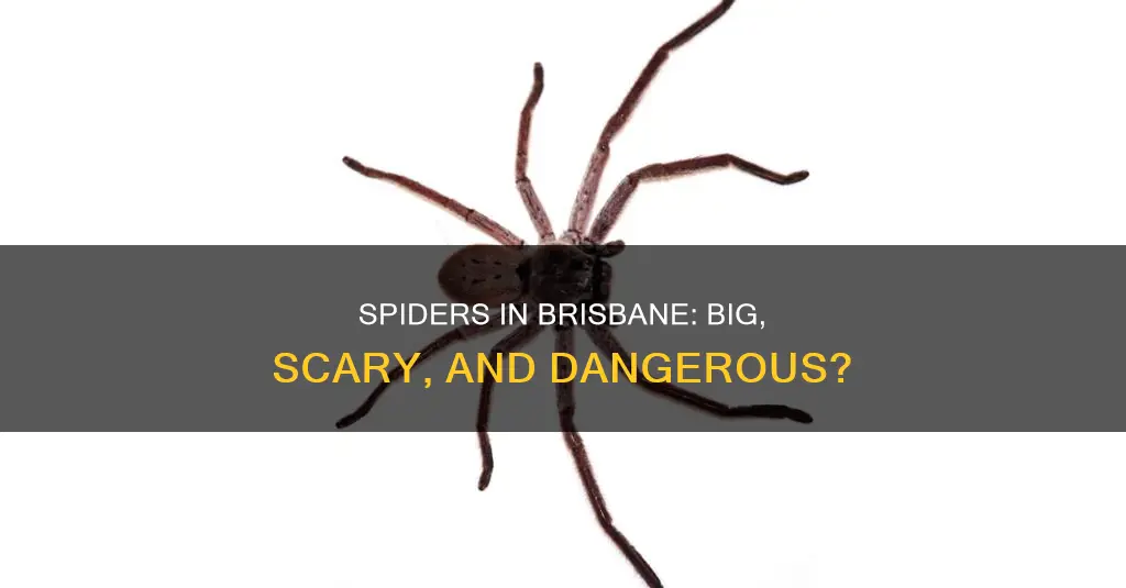 are there big spiders in brisbane australia