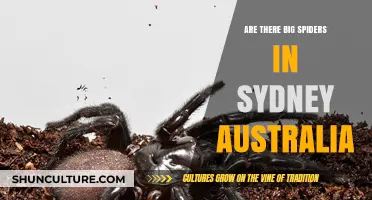 Sydney's Spider Scene: Are There Giant Arachnids in the City?
