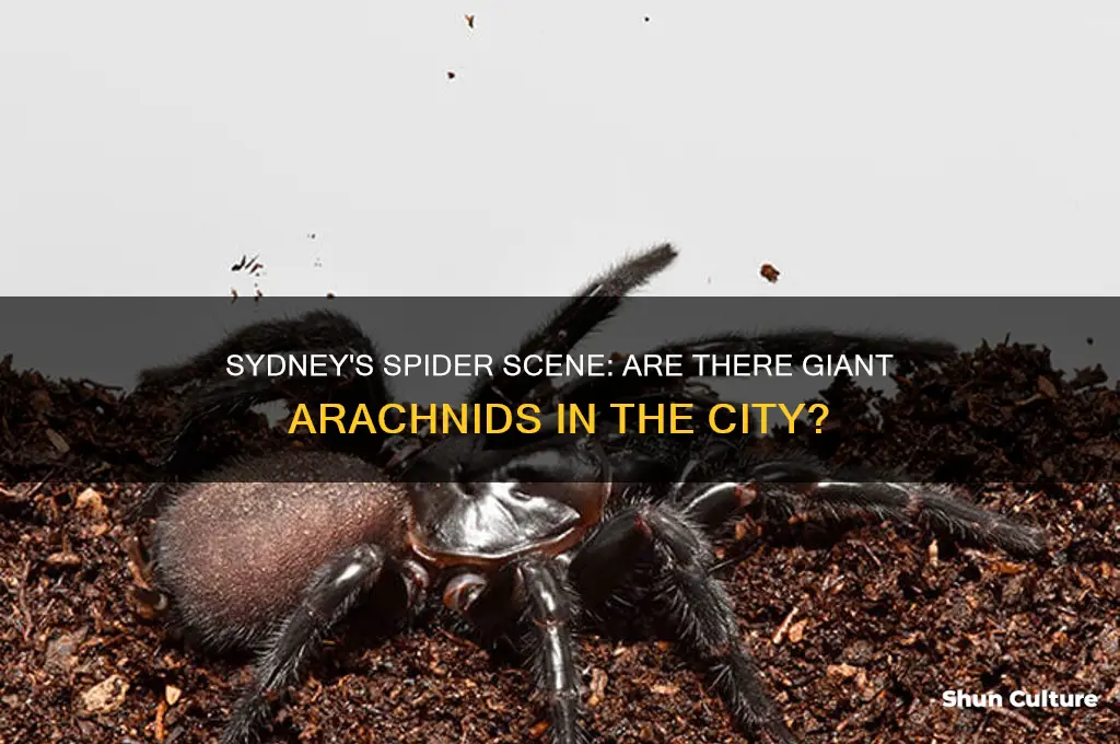 are there big spiders in sydney australia