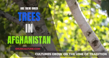 The Birch Trees of Afghanistan: An Unexpected Discovery