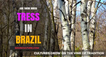 Exploring Brazil's Forests: Do Birch Trees Thrive in Tropical Climates?