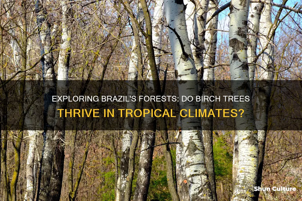 are there birch tress in brazil
