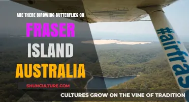 Birdwing Butterflies: Do They Live on Fraser Island?
