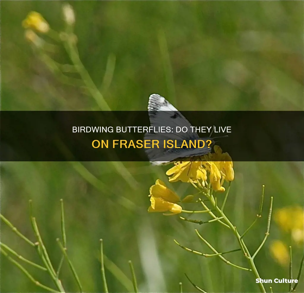 are there birdwing butterflies on fraser island australia