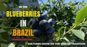 Exploring Brazil's Blueberry Presence: Fact or Fiction?