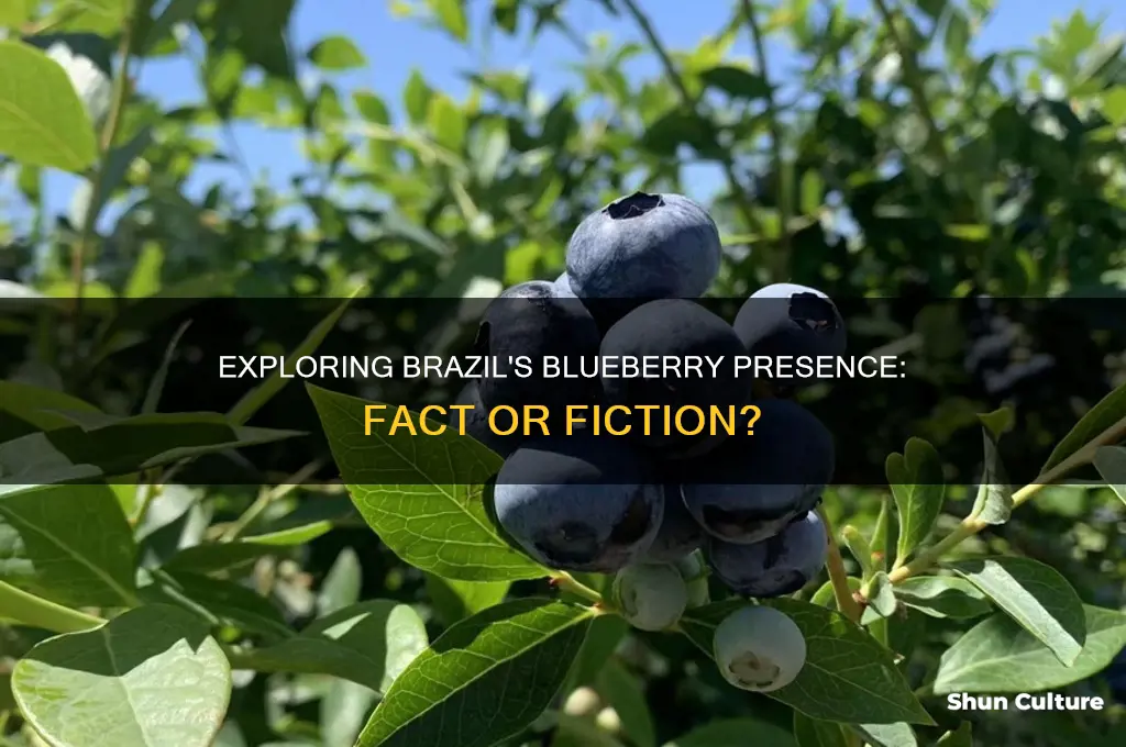 are there blueberries in brazil