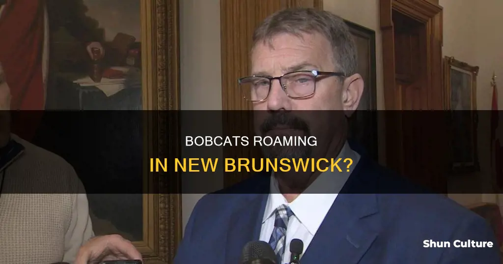 are there bobcats in new brunswick
