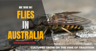 Bot Flies in Australia: What's the Situation?