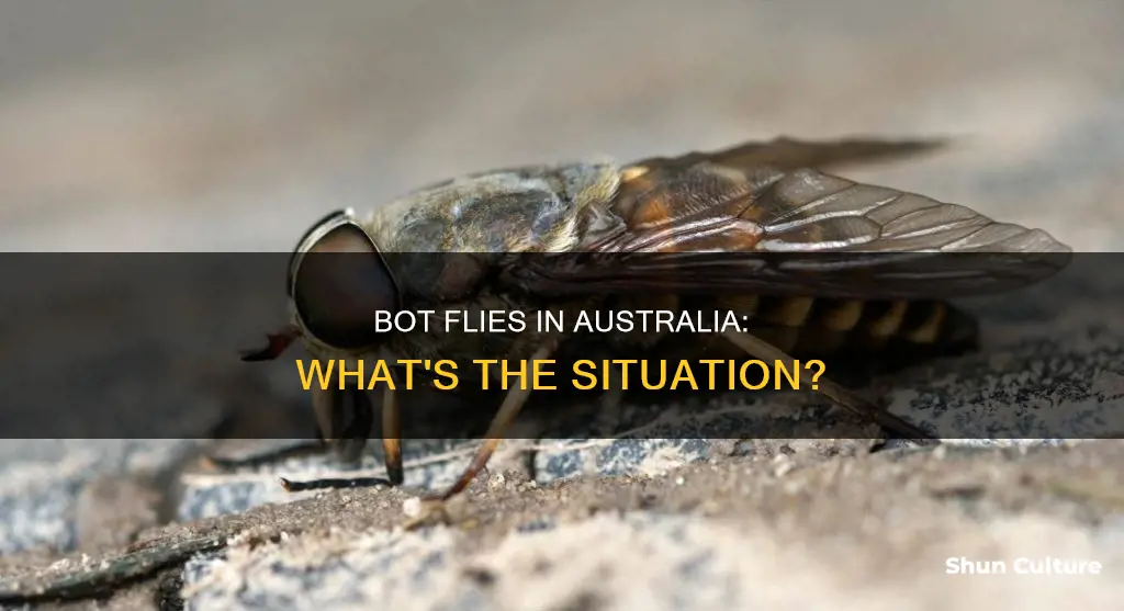 are there bot flies in australia