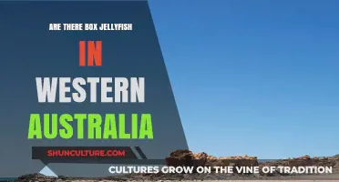 Deadly Box Jellyfish: A Western Australia Danger