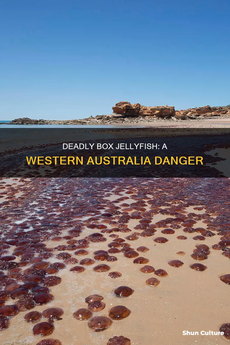 are there box jellyfish in western australia