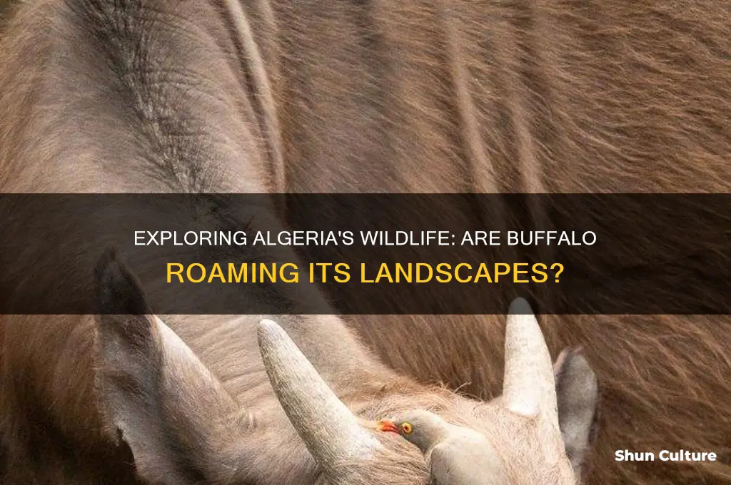 are there buffalo in algeria