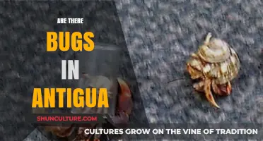 Exploring Antigua's Wildlife: Are There Bugs to Watch Out For?