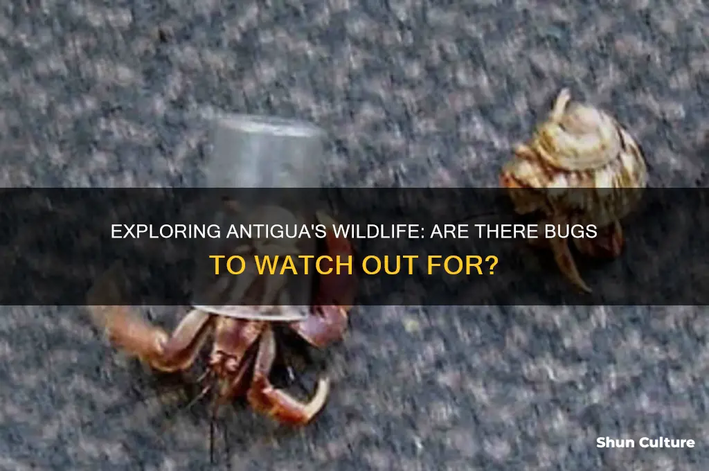 are there bugs in antigua
