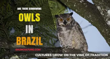 Burrowing Owls in Brazil: Unveiling Their Presence and Habitat