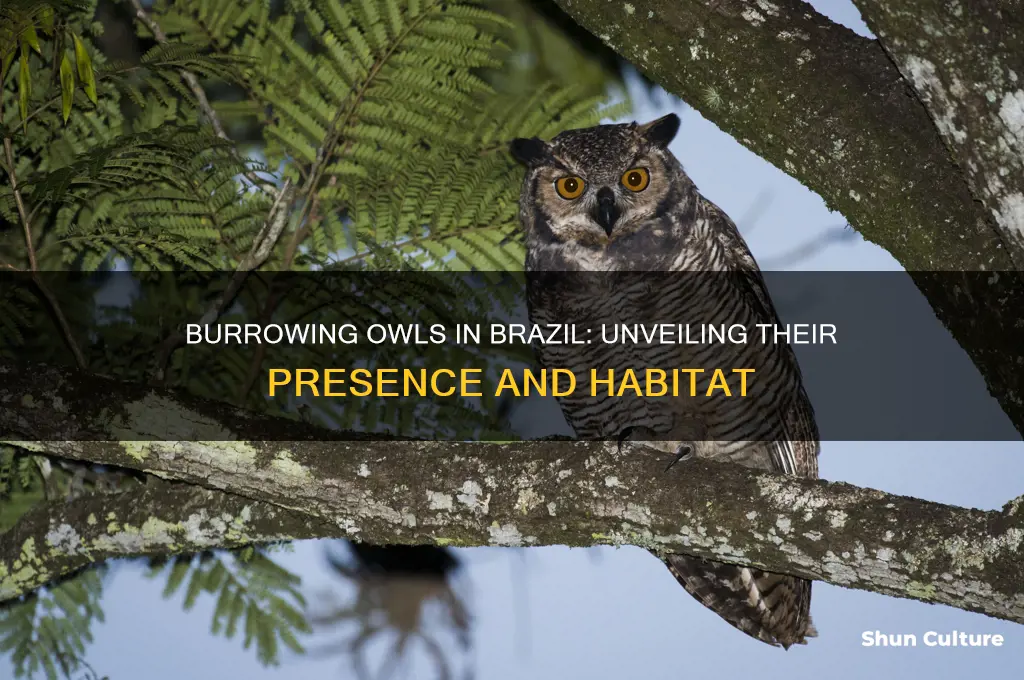 are there burrowing owls in brazil