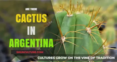 Exploring Argentina's Diverse Flora: A Guide to Native Cacti Species