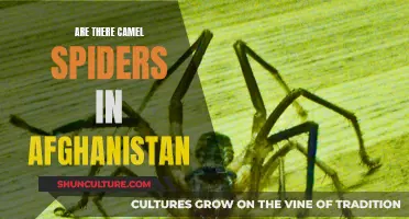 The Mystery of Camel Spiders in Afghanistan: Unraveling Facts from Fiction