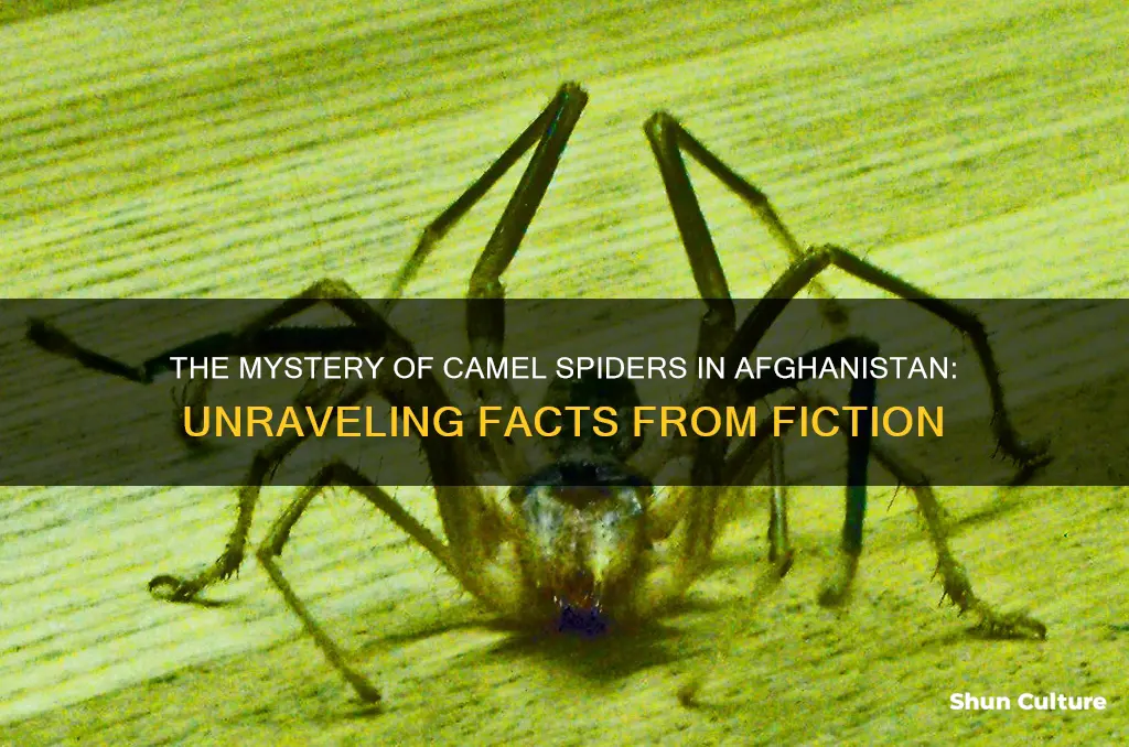 are there camel spiders in afghanistan