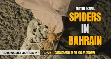 Camel Spiders: A Real Danger in Bahrain?