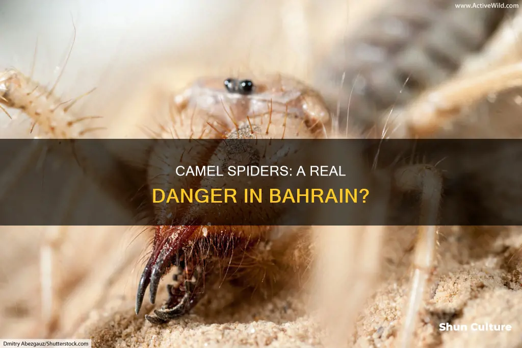 are there camel spiders in bahrain