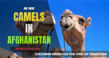 The Camel's Enduring Presence in Afghanistan's Landscape and Culture