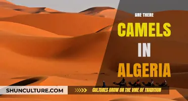 Camels in Algeria: Exploring Their Presence and Cultural Significance
