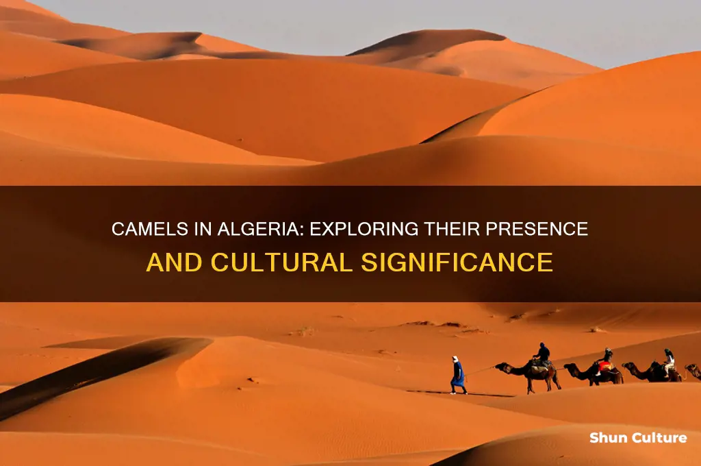 are there camels in algeria