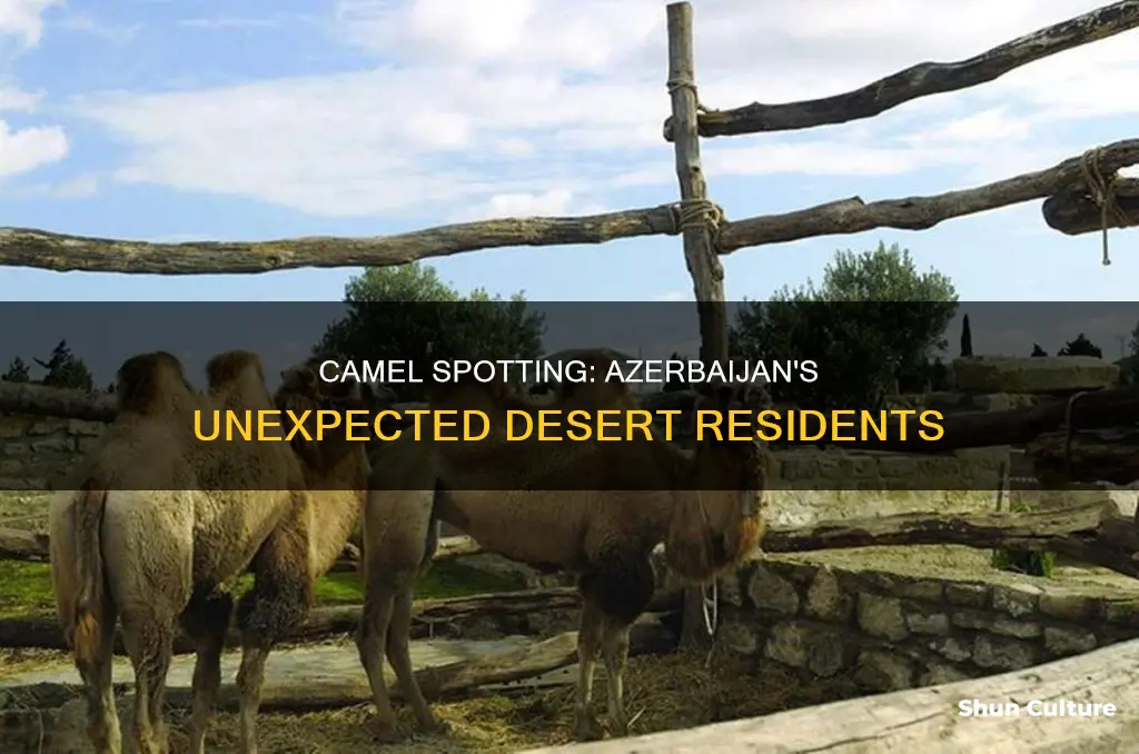 are there camels in azerbaijan