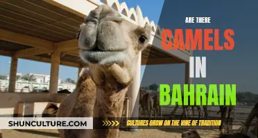 Camel Sightings: Bahrain's Desert Icons