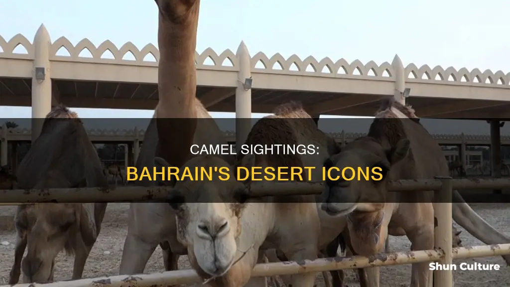 are there camels in bahrain