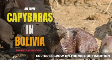 Exploring Bolivia's Capybaras: An Eco-Tourist's Dream