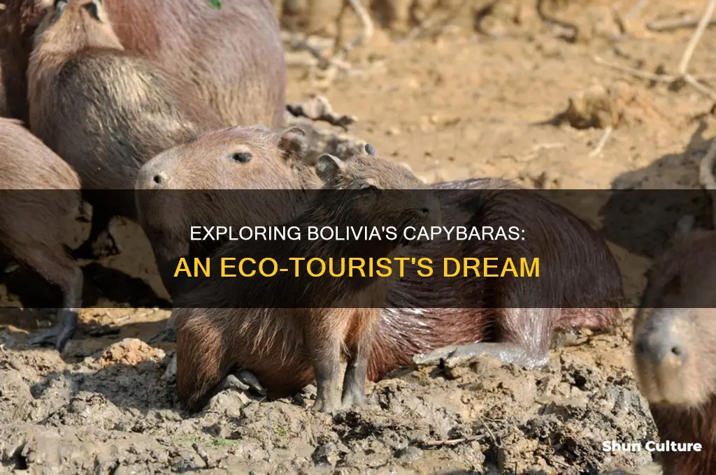 are there capybaras in bolivia