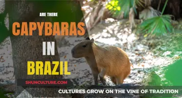 Capybaras in Brazil: Exploring Their Presence and Habitat in the Wild