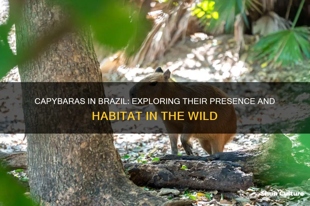 are there capybaras in brazil