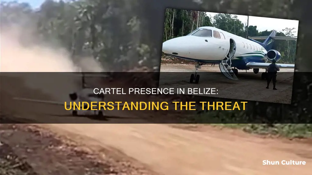 are there cartels in belize