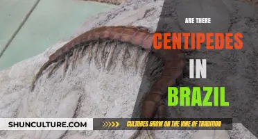 Exploring Brazil's Wildlife: Do Centipedes Call This Country Home?