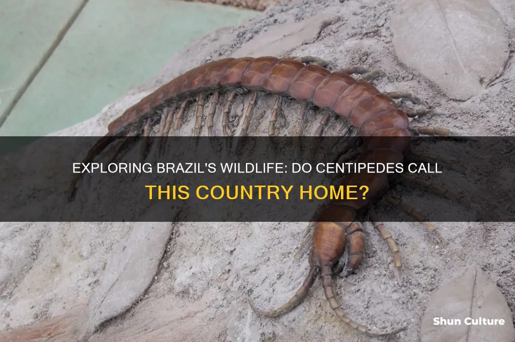 are there centipedes in brazil
