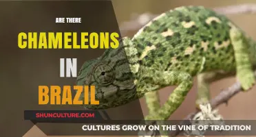 Chameleons in Brazil: Fact or Fiction? Exploring the Truth