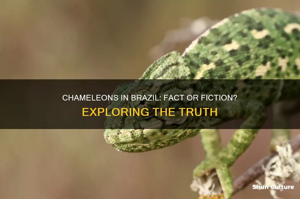 are there chameleons in brazil