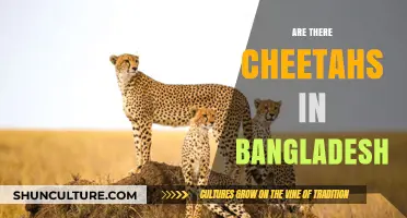 Exploring Bangladesh's Wildlife: Are Cheetahs Present in the Country?