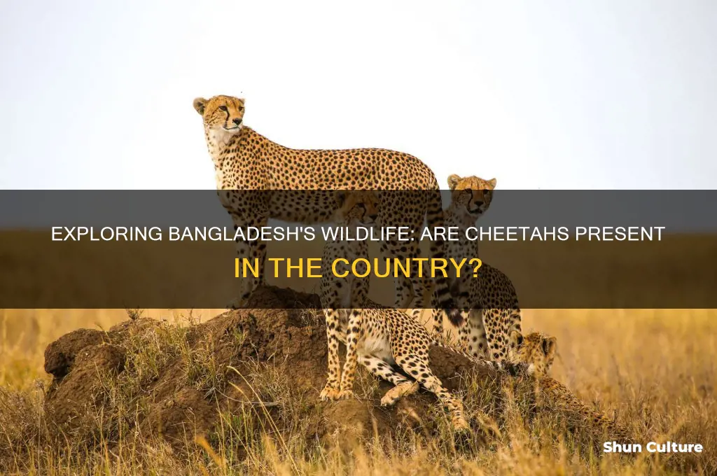 are there cheetahs in bangladesh