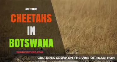 Exploring Botswana's Wildlife: Are Cheetahs Roaming Its Landscapes?