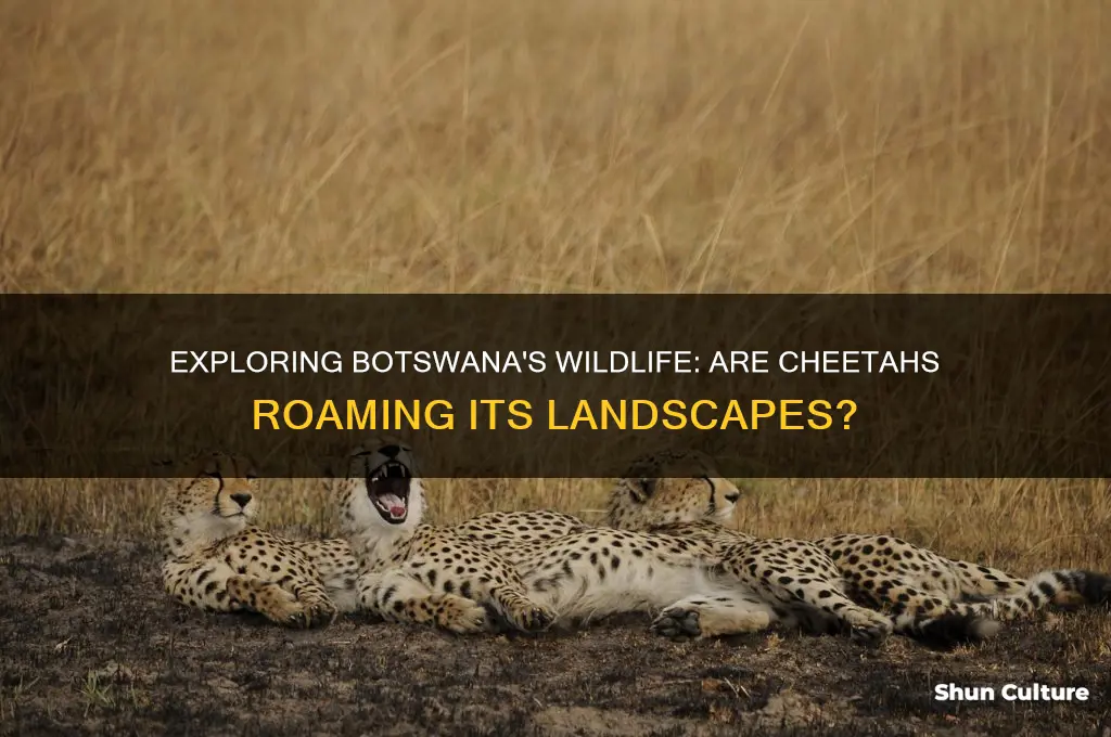 are there cheetahs in botswana