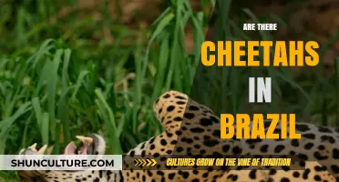 Are There Cheetahs in Brazil? Exploring the Truth Behind the Myth