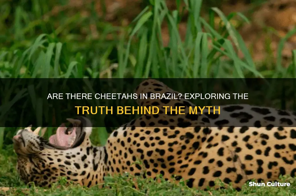 are there cheetahs in brazil