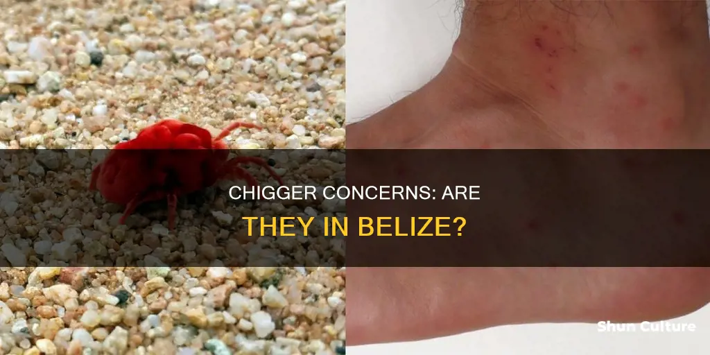 are there chiggers in belize