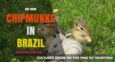 Chipmunks in Brazil: Uncovering the Truth About Their Presence
